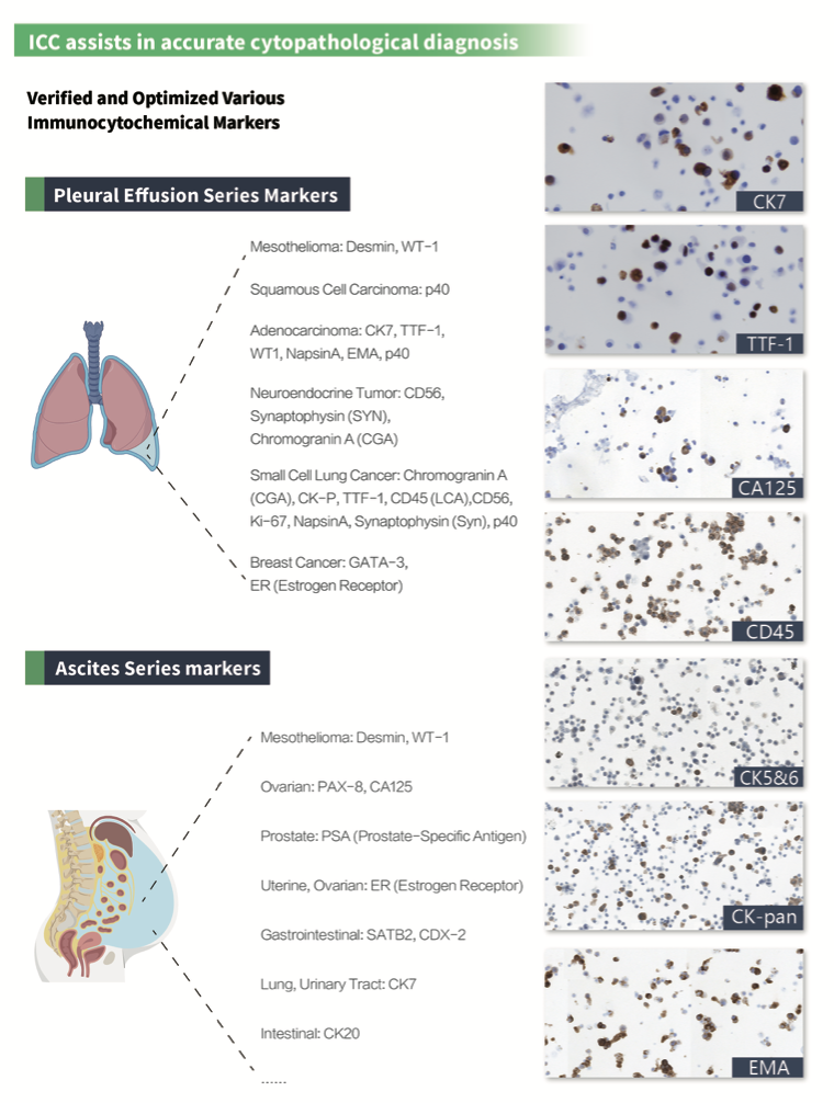 CNT 480 Fully Automatic Liquid-Based Cytology &Immunocytochemistry Stainer