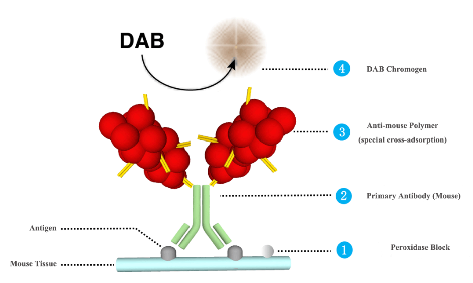 MicroStacker™ Mouse-on-Mouse Polymer Detection Workflow