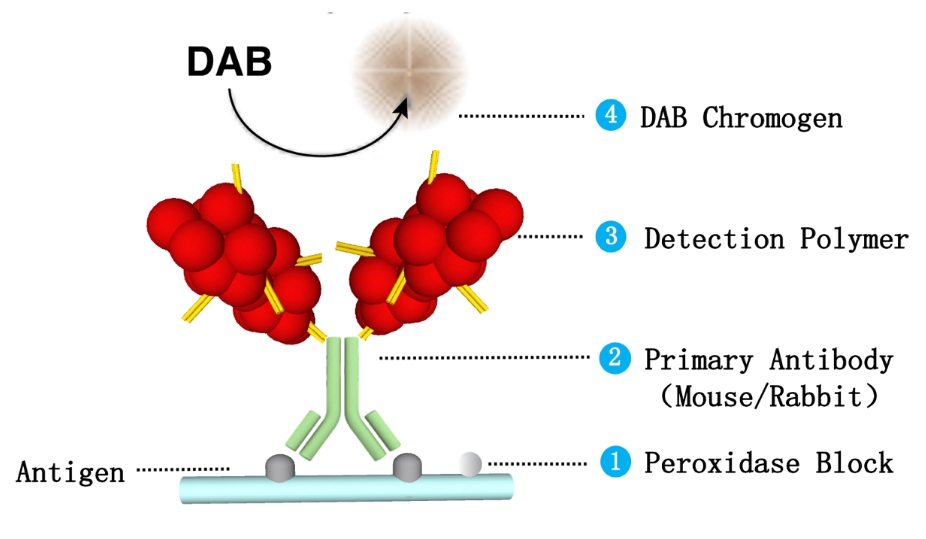 MicroStacker™ Polymer Detection Kit Universal