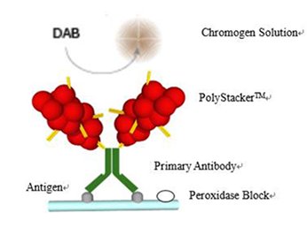 PolyStacker Plus Detection Kits for Frozen Immunohistochemistry