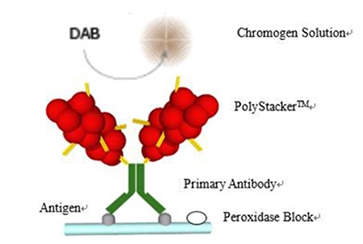 PolyStacker™ Plus Detection Kits for Frozen Immunohistochemistry