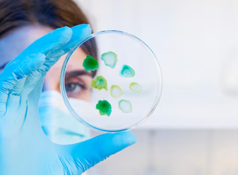 the Crucial Role of Primary Antibodies in Immunochemistry