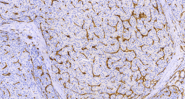 CD31(C12A6),MMab
