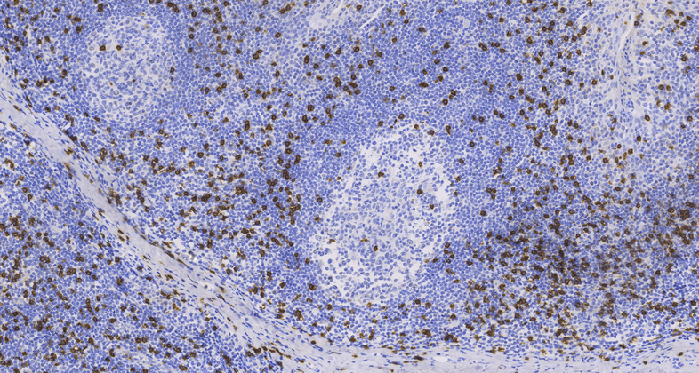 CD8(C2B11),MMab