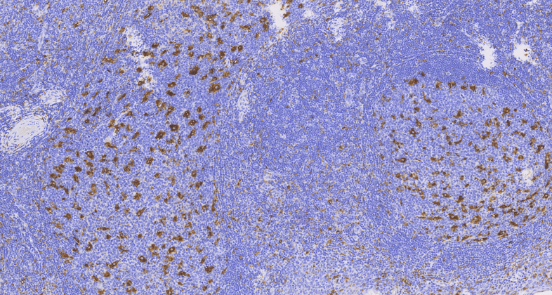 CD68(C2F10),MMab