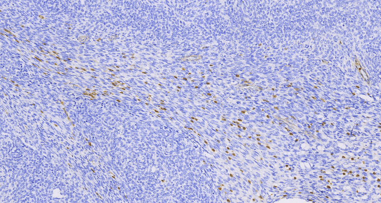 Annexin A1(MRQ-3),MMab