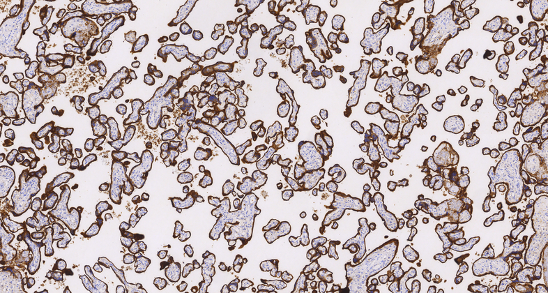 CD71(10F11),MMab
