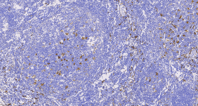 CD163(C2F5),MMab