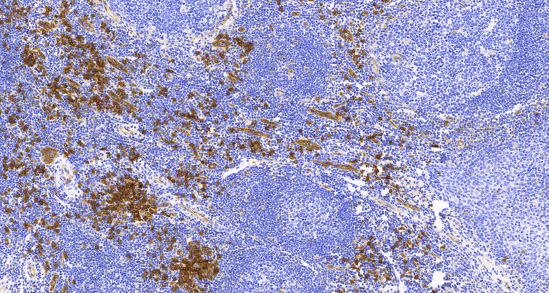 CD123(6H6),MMab