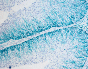 HRP-Blue Stain Reagent Kit
