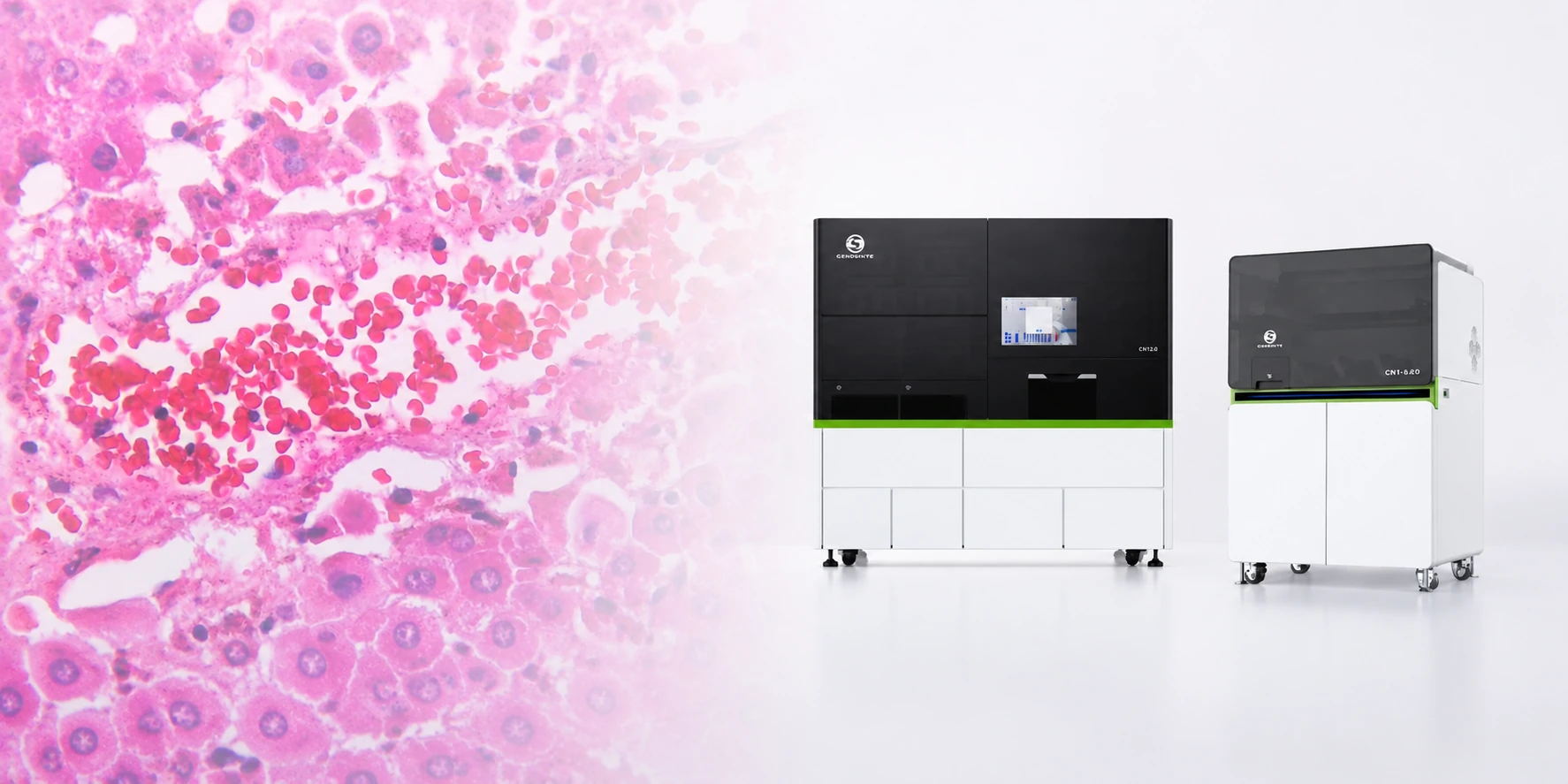 Histology