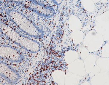 CD8,anti-mouse,monoclonal,C6D1