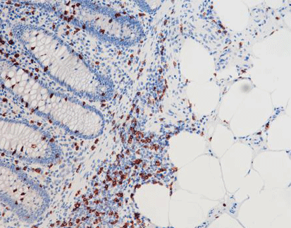 CD8,anti-mouse,monoclonal,C6D1