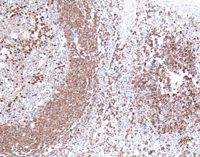 CD79a,anti-mouse,monoclonal,C4C4