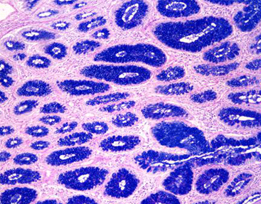 AB-PAS Staining Kit