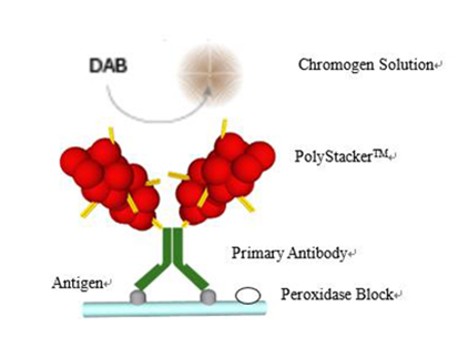 PolyStacker™ Plus Detection Kits for Frozen Immunohistochemistry