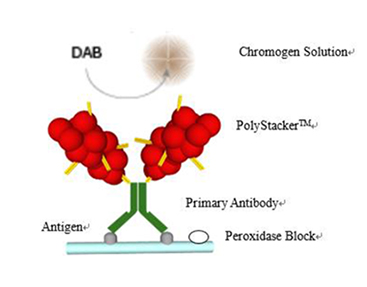 PolyStacker™ Plus Detection Kits for Frozen Immunohistochemistry