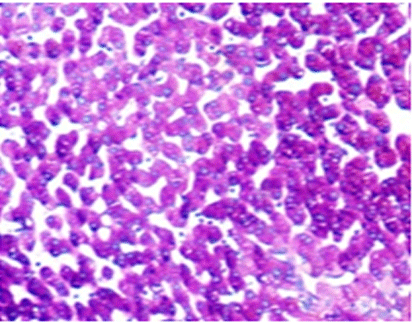 Periodic Acid-Schiff (PAS) Staining Kit