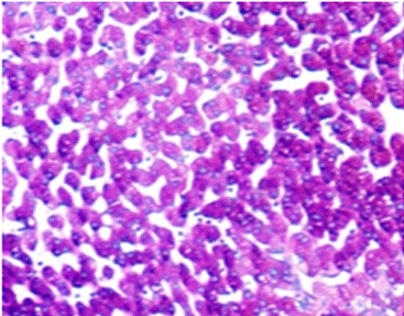 Periodic Acid-Schiff (PAS) Staining Kit