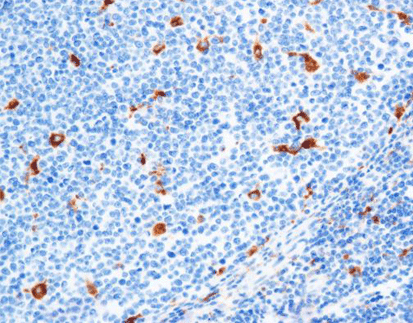 CD68,anti-mouse,monoclonal,C2F10