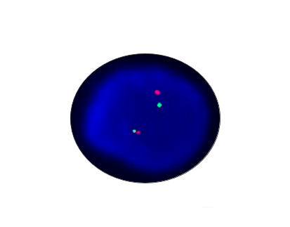 PPARγ Breakapart Detection Probe