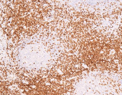 CD3, anti-mouse,monoclonal, C3E7