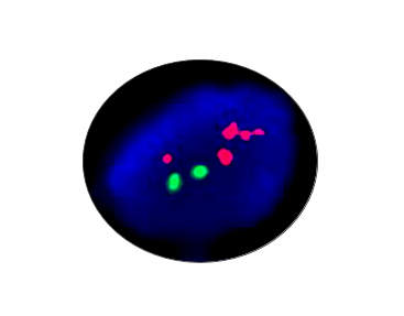 ESR1 Gene Amplification Detection Probe