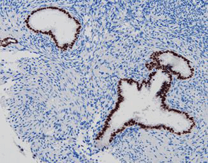 Pax-8, anti-mouse, monoclonal, C12A32