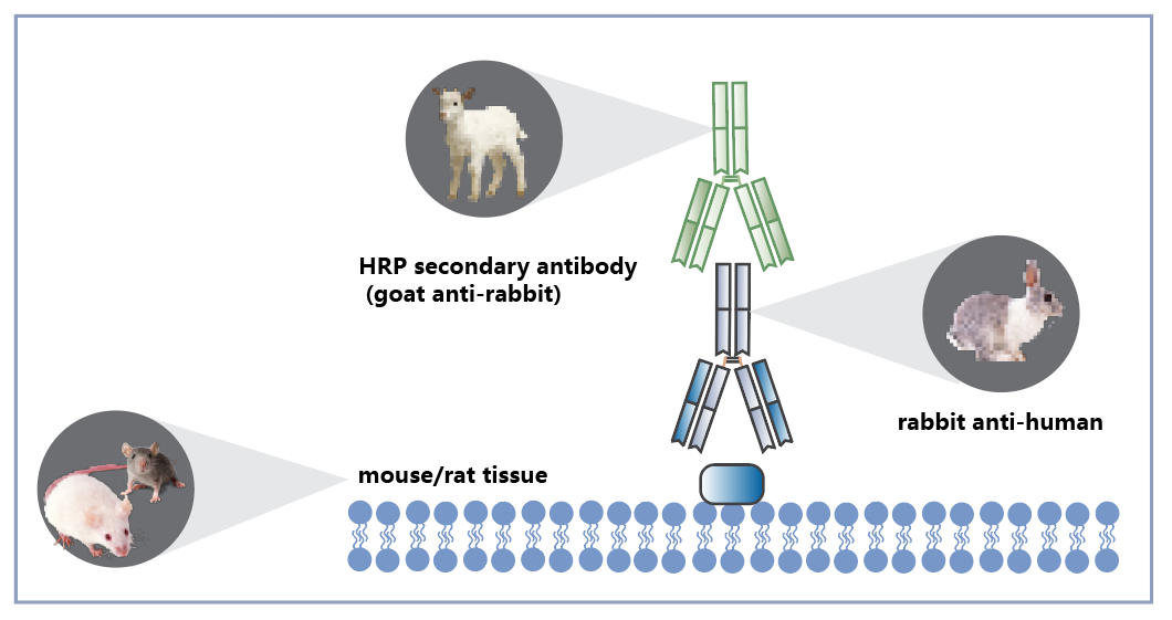 CELNOVTE IHC Secondary Antibody Help High-level Scientific Research!
