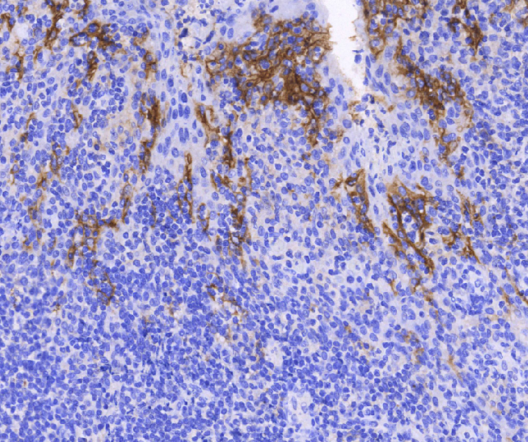 Celnovte PD-L1 NordiQC Assessment