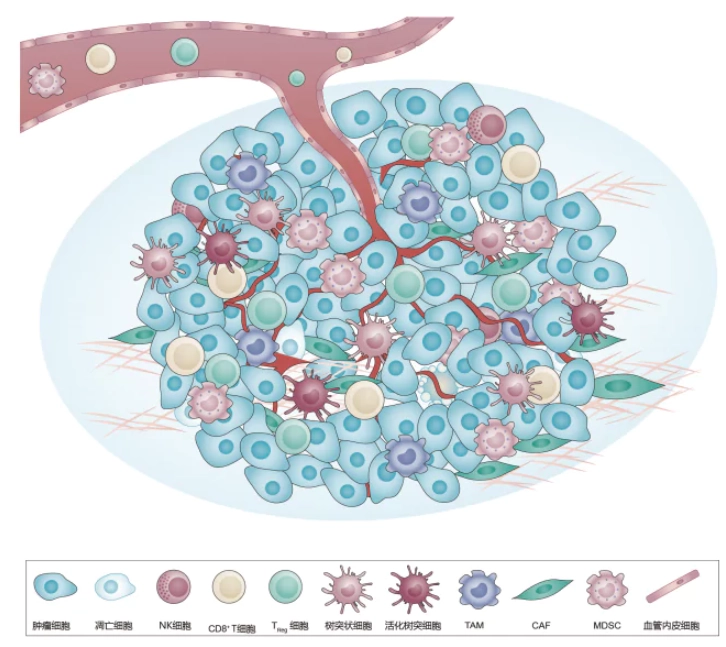 mIHC protocols for precise cancer therapy development